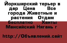 Йоркширский терьер в дар › Цена ­ 1 - Все города Животные и растения » Отдам бесплатно   . Ханты-Мансийский,Нягань г.